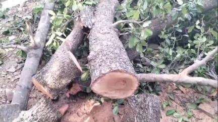 चंदेरी: विशाल हरा-भरा खिन्नी का पेड़ काटने वाले के खिलाफ चंदेरी एसडीएम को शिकायत, कार्रवाई की मांग