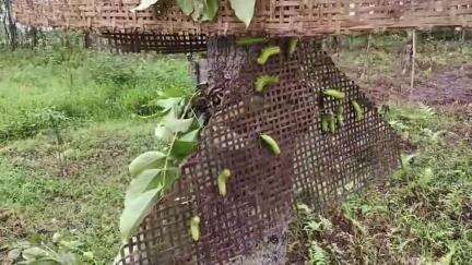 ঢকুৱাখানা ভাগ: ঢকুৱাখনাত মৰিছে হাজাৰ হাজাৰ পকা মুগা,
মুগাপালকৰ মাজত হাহাকাৰ অৱস্থা সৃষ্টি হয়