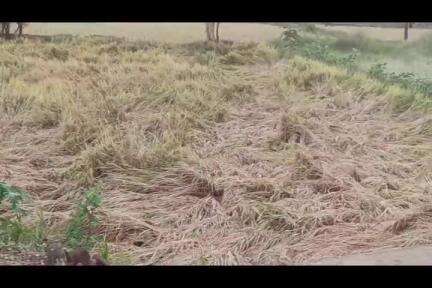 लाखांदूर: कोच्ची येथे वीज पडून एक म्हैस व बछडा जागीच ठार तर चिचोली /अंतरगाव येथे वादळामुळे मोठे नुकसान