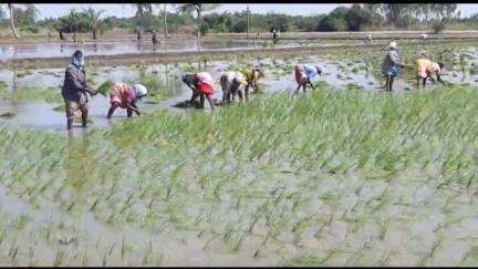 నాయుడుపేటలో జోరుగా వరినాట్లు
