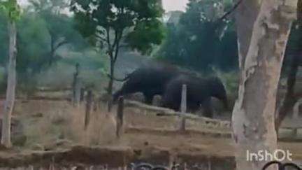 ब्यौहारी: बिगड़ैल हाथी को काबू करने बांधवगढ़ की रेस्क्यू टीम तैयार