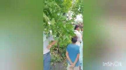 पलिया: पलिया में तेज तूफान के साथ मूसलाधार बारिश, तूफान ने बरपाया कहर, वीडियो हुआ वायरल