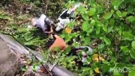 पालमपुर: पालमपुर के होल्टा टीसीपी के पास 20 फीट गहरे गड्ढे में स्कूटी सवारी युवक गिरा, हादसे में युवक को आई गंभीर चोटें