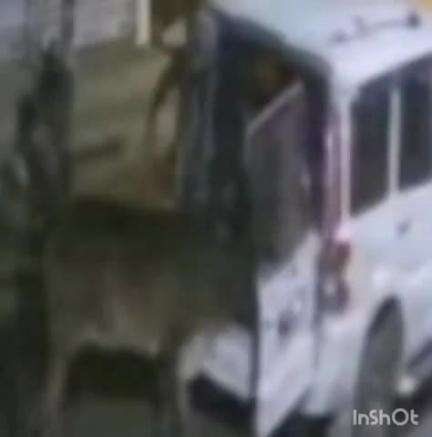 चतरा: गंदौरी मंदिर के पास गाय चोरी करते चोर सीसीटीवी में कैद, ग्रामीणों ने थाने में की शिकायत
