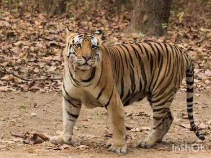 चिमूर: वाघाने गोठ्यातील चार जनावर केली ठार मासळ येथील घटना