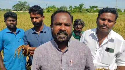 பாபநாசம்: புத்தூர் பகுதியில் கனமழையால் பாதிக்கப்பட்ட முளைத்த பயிர்களுடன் விவசாயிகள் போராட்டம்தான்