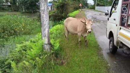 উত্তৰ লক্ষীমপুৰ: ৰংপুৰীয়া শনিপুখুৰীত এটা সন্ধেহজনক চুৰি গৰুৰ সৈতে দুজন কিশোৰক আটক কৰি ৰাইজে গটালে সদৰ আৰক্ষীক