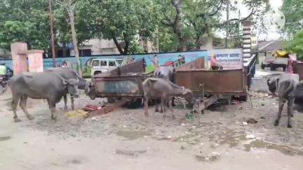 बगहा: रामनगर में पुलिस ने 12 मवेशियों को छुड़ाया