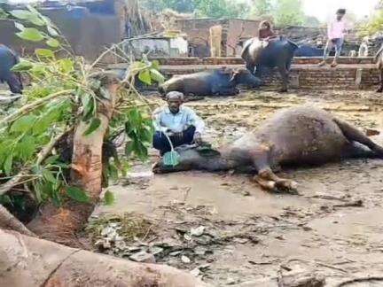 धनौरा: गजरौला के गांव दारानगर में तेज आंधी से गिरा पेड़, भैंस की मौत, महिला घायल, किसानों को हुआ नुकसान