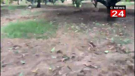 गजरौला : गजरौला ग्राम शहबाजपुर डोर आंधी तूफान का आम की फसल पर काफी नुकसान