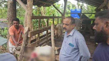 സുൽത്താൻബത്തേരി: മുള്ളൻകൊല്ലി കബനിഗിരിയിൽ വീണ്ടും പുലിയുടെ ആക്രമണം