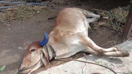मोर्शी: वरला येथे गोठ्यासमोर बांधलेल्या बैलाचा इलेक्ट्रिक करंट लागून मृत्यू, शेतकऱ्यांचे मोठे नुकसान