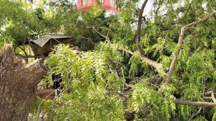 पोरसा: पोरसा थाना प्रांगण स्थित गणेश मंदिर पर नीम का पेड़ गिरने से लाखों का नुकसान