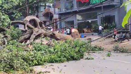 விளவங்கோடு: படந்தாலுமூட்டில் சாலையோரம் நின்ற  ராட்சச மாமரம் முறிந்து விழுந்து போக்குவரத்து பாதிப்பு