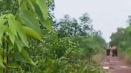 খড়গপুর ১: রাত্রে তান্ডবের পর সকালে এলাকায় ঢুকলো প্রায় ৭০টি হাতি,আতঙ্কে খড়গপুর বনবিভাগের কলাইকুন্ডা রেঞ্জের ইঁদখাড়া এলাকাবাসীরা