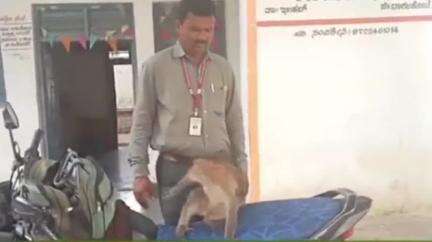 ಇಳಕಲ್‌: ಗುಡೂರ ಎಸ್‌ಸಿ ಗ್ರಾಮದಲ್ಲಿನ ಪಶು ಚಿಕಿತ್ಸಾಲಯಕ್ಕೆ ಆಗಮಿಸಿ ತನ್ನ ರೋಗಕ್ಕೆ ಚಿಕಿತ್ಸೆ ಪಡೆದುಕೊಂಡ ಮಂಗ