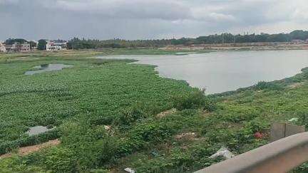 ಚಿತ್ರದುರ್ಗ: ಗಬ್ಬೆದ್ದು ನಾರುತ್ತಿರುವ ಮುರುಘಾ ಮಠದ ಮುಂಭಾಗದ ಕೆರೆ #localissue