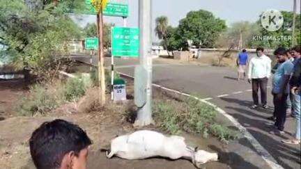 खुरई: निर्तला में हाईमास्ट के करेंट से गाय की मौत, ग्रामीणों को कोई नुकसान नहीं