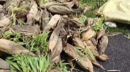 তুফানগঞ্জ ১: গত কয়েক দিনের প্রবল বৃষ্টিতে দেওচড়াই গ্রাম পঞ্চায়েতের বিস্তীর্ণ এলাকায় ভুট্টা চাষে ব্যাপক ক্ষতি, মাথায় হাত চাষীদের