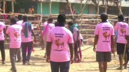 சேலம்: சேலம் புத்தூர் முனியப்பன் கோவில் திருவிழா.. மாரியம்மன் கோவில் திடலில் நடைபெற்ற எடுதாட்டு விழாவில் 70க்கும் மேற்பட்ட காளைகள் பங்கேற்பு