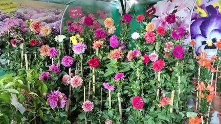 ஏற்காடு: ஏற்காட்டில் 48வது கோடை விழா நாளை கோலாகல துவக்கம்..
 தமிழக அமைச்சர்கள் பங்கேற்பு மாவட்ட ஆட்சியர் தகவல்