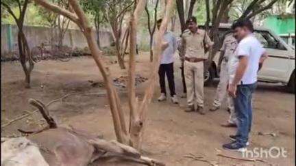 इटारसी: तवानगर वन परिक्षेत्र: सांभर का शिकार करने वाले शिकारी 24 घंटे बाद भी गिरफ्त से बाहर, डिफेंस टीम तलाश जारी