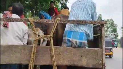 রামপুরহাট ১: তারাপীঠ রামপুরহাট রাস্তায় পাচার করার সময় ২৭ টি গরু বাজেয়াপ্ত করল বীরভূম জেলা এনফোর্সমেন্ট ব্রাঞ্চ আটক  ১৫