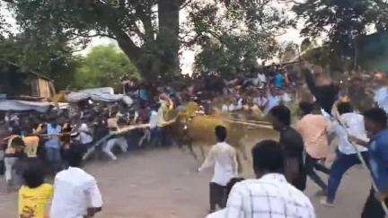 பாலக்கோடு: சோமனஅள்ளி ஶ்ரீஅக்குமாரியம்மன் கோயில் திருவிழாவை முன்னிட்டு எருது விடும் விழா