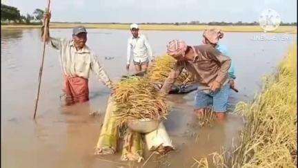 রায়গঞ্জ: প্রাক বর্ষায় ব্যাপক বৃষ্টি হওয়ায় রায়গঞ্জের কুমারপাড়ায় ধান, ভুট্টা ধানের তলায় চলে যাওয়ার অভিযোগে চাঞ্চল্য