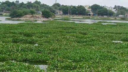 ಕಂಪ್ಲಿ: ಸೋಮಪ್ಪನ ಕೆರೆಗೆ ಜಲಕಮಲದ ಆಕ್ರಮಣ, ಮಾಲಿನ್ಯದಿಂದ ಪರಿಸರಕ್ಕೆ ಅಪಾಯ #localissue