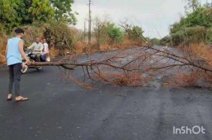 માંગરોળ: વાંકલ મોસાલી કોસંબા સાવા સહિતના માર્ગો ઉપર વરસાદ વાવાઝોડા થી ધરાશય થયેલા વૃક્ષોને ખસેડવાની કામગીરી વનીકરણ વિભાગે શરૂ કરી