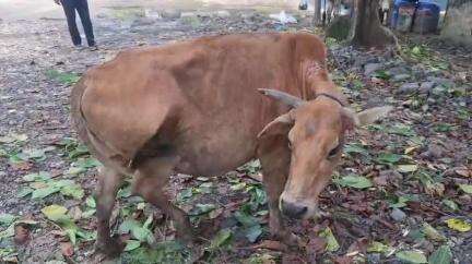 তিনিচুকীয়া: মাকুম বাইপাছত মাকুম আৰক্ষীয়ে খেদি খেদি জব্দ কৰিলে চোৰাং ভাৱে সৰবৰাহ কৰি অনা গো ধন সহ বাহন