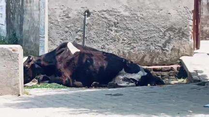 Gau Mata ke vishay mein