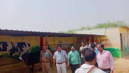 चकरनगर: बरचौली गांव की गौशाला में मरी गायों को लेकर एसडीएम और बीडीओ ने दी जानकारी