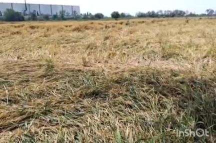 માંગરોળ: તાલુકામાં કમોસમી વરસાદ વાવાઝોડા થી ફરી ડાંગર સહિતના કૃષિ પાકોને નુકસાન થતા ખેડૂતોએ સહાય વળતર આપવા માંગ કરી