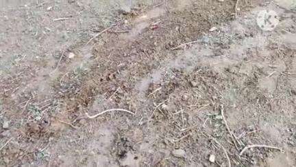 आसपुर: मोवाई में पैंथर ने मकान के बाहर बंधे बछड़े का किया शिकार, ग्रामीणों ने की पैंथर को पकड़ने की मांग