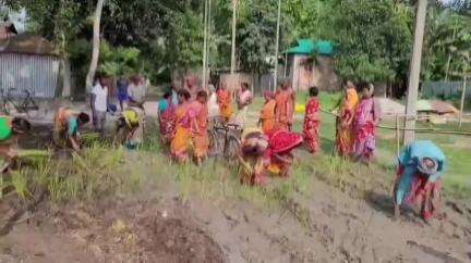 তুফানগঞ্জ ২: রসিক বিল এলাকায় বেহাল রাস্তা সংস্কারের দাবিতে ধানের চারা পুঁতে বিক্ষোভ গ্রামবাসীদের #jansamasya