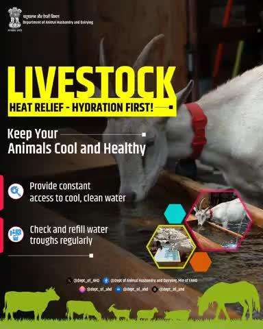 Livestock Heat Relief – Hydration First! 
Proper hydration is key to keeping your animals cool and healthy. Ensure they have constant access to cool water, especially during hot weather.