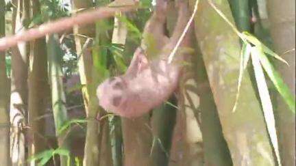 কৈলাশহর: যুবরাজনগর গ্রামের 2 নং ওয়ার্ড এলাকায় ব্যক্তির বাড়ির দরজায় এসে পড়ল লজ্জাবতী বানর, বনদপ্তর থেকে কেউ না আসার অভিযোগ