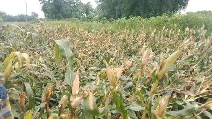 ময়নাগুড়ি: ময়নাগুড়ি ব্লকের পদমতিতে লাগাতার ঝড় বৃষ্টিতে ব্যাপক ক্ষয়ক্ষতি ভুট্টা চাষের, সমস্যায় ভুট্টা চাষিরা #jansamasya