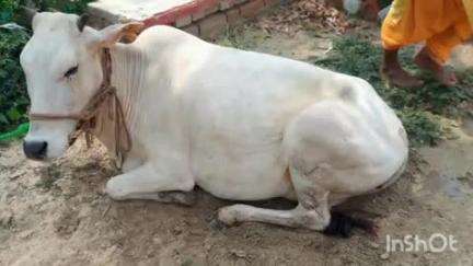 झंझारपुर: झंझारपुर थाने के NH-27 कमला पुल के पास तस्करी के लिए ले जाई जा रही 8 गायें जब्त, 2 गिरफ्तार