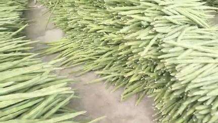 குஜிலியம்பாறை: கூம்பூர் சந்தையில் முருங்கைக்காய் விலை உயர்வு விவசாயிகள் மகிழ்ச்சி