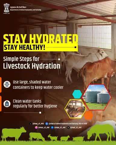 Stay Hydrated, Stay Healthy!Keep your livestock cool and healthy by using large, shaded containers to keep water cool. Clean water tanks regularly to maintain hygiene and prevent disease. Simple steps, big impact!
#LivestockHydration