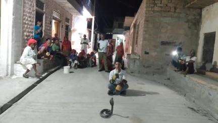 15 मई 2025 को पाली के निकट मनिहारी गांव में आया 6 फीट लंबा कोबरा महावीर जैन ने पकड़ा
