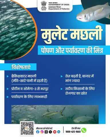 मुलेट मछली - ओमेगा-3 और प्रोटीन से भरपूर ये मछली सिर्फ पोषण ही नहीं देती, बल्कि तटीय किसानों के लिए कमाई का मज़बूत जरिया भी बन चुकी है।
#MulletFish #BlueEconomy #FisheriesIndia #SustainableFarming #CoastalLivelihoods