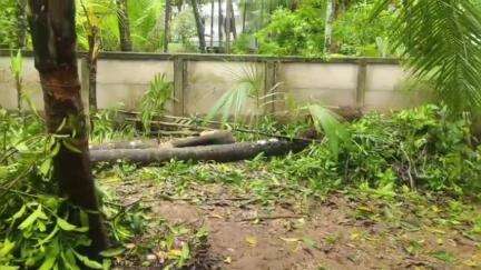 ചാവക്കാട്: ഗുരുവായൂർ പേരകം വാഴപ്പുള്ളിയിൽ മരം മുറിക്കുന്നതിനിടെ തെങ്ങ് ദേഹത്ത് വീണ് ഒരാൾ മരിച്ചു