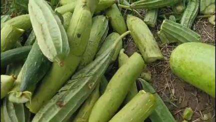 ধুবুৰী ভাগ: গোৰীপুৰত পাচলি খেতি বিনিষ্ট দুষ্কৃতিকাৰীৰ, 
গৌৰীপুৰ লালকুৰা গাঁওত সংঘটিত হৈছে এক অমানৱীয় ঘটনা
