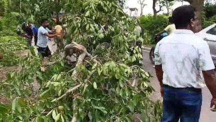 বিশালগড়: চড়িলাম পুরানবাড়ি এলাকায় আগরতলা-উদয়পুর সড়কে ভেঙে পড়ল গাছ, বন্ধ যান চলাচল