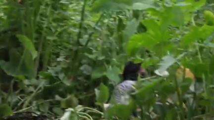 ছিপাঝাৰ: ছিপাঝাৰ সানোৱাত  ৰাইজে কৰায়ত্ব কৰি আৰক্ষীক গতাই দিয়ে মোবাইল চোৰক