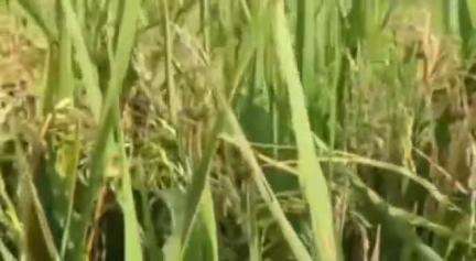 বাঘবৰ: বাঘবৰত কৃষকৰ মাজত হাহাকাৰ, চিতুলীত বিঘাই বিঘাই ধান খেতিত ধানৰ সলনি ওলাল পতান #jansamasya